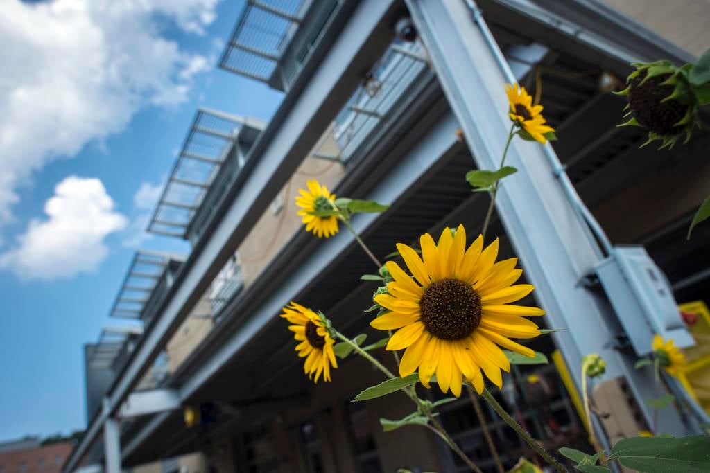 sunflowers in front of cvpa building